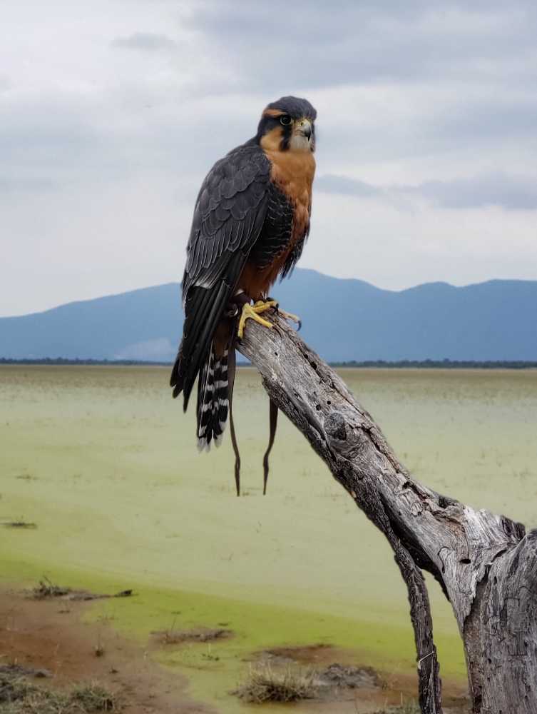 Halcón Aplomado (Falco femoralis) Fotografía de Carlos Canelo